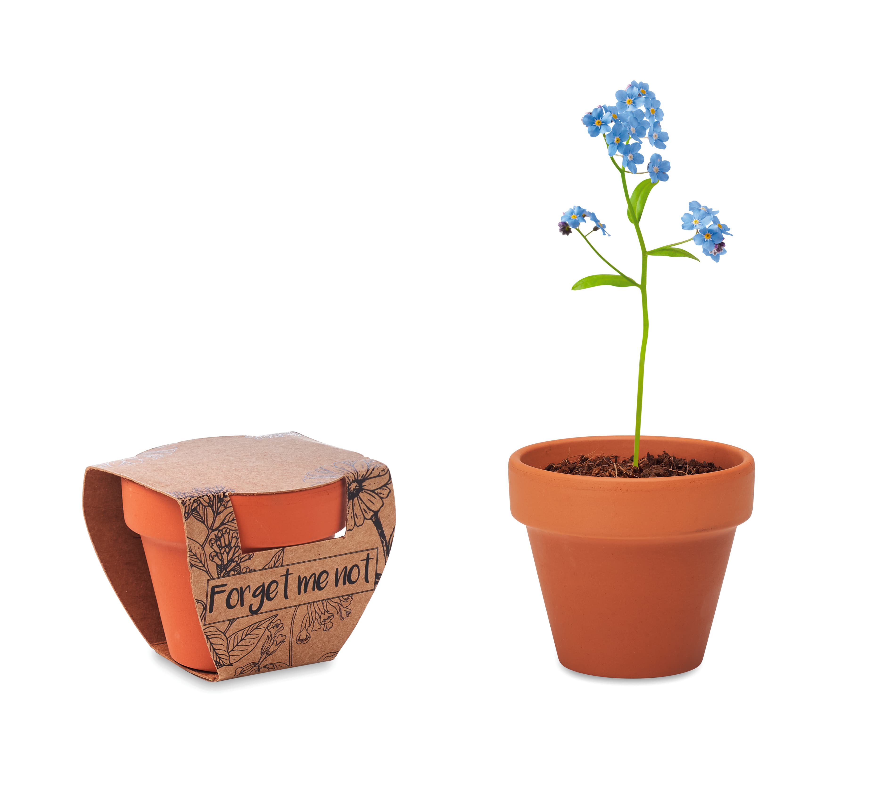 FORGET ME NOT — vue 1