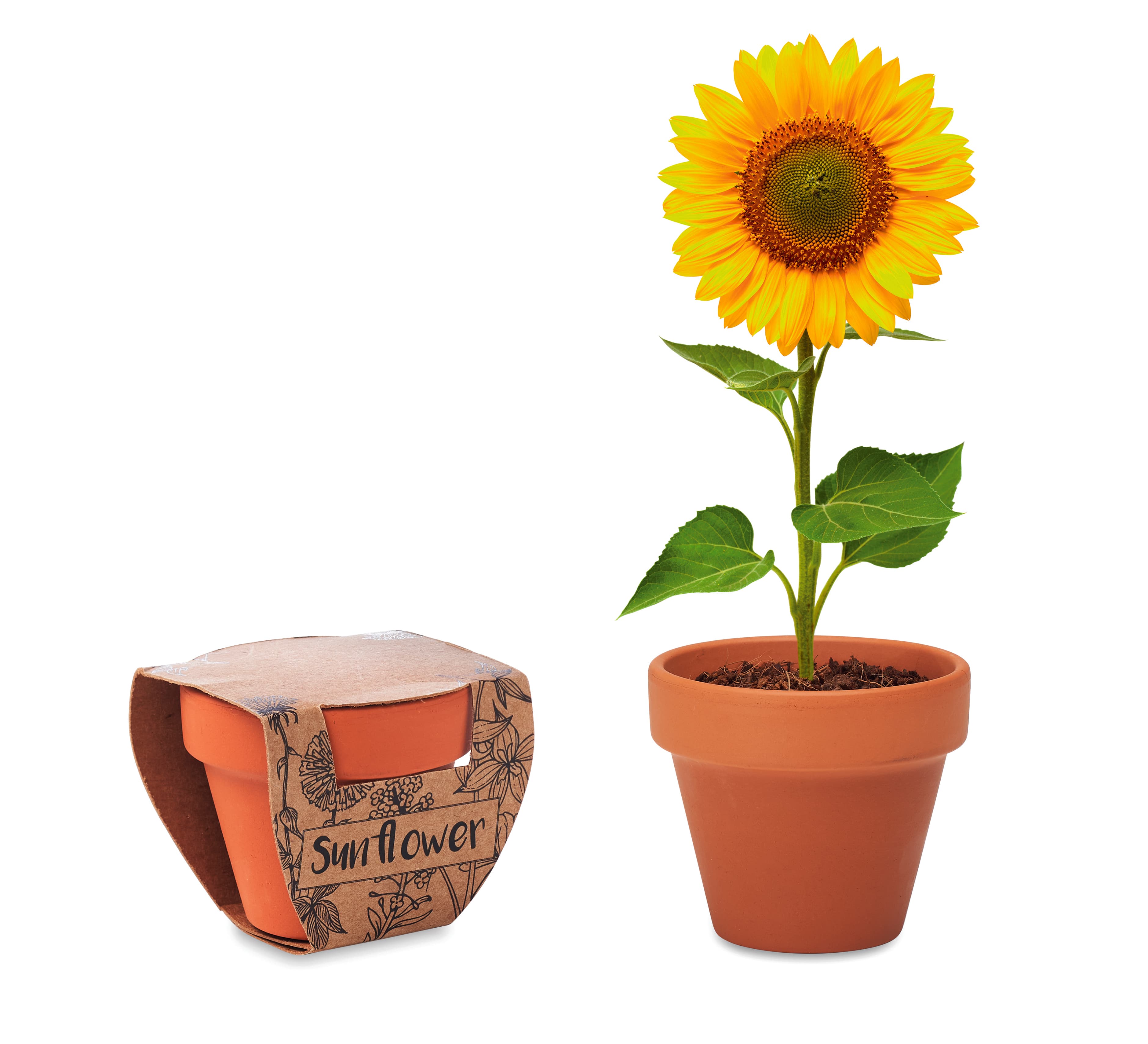 SUNFLOWER — vue 1