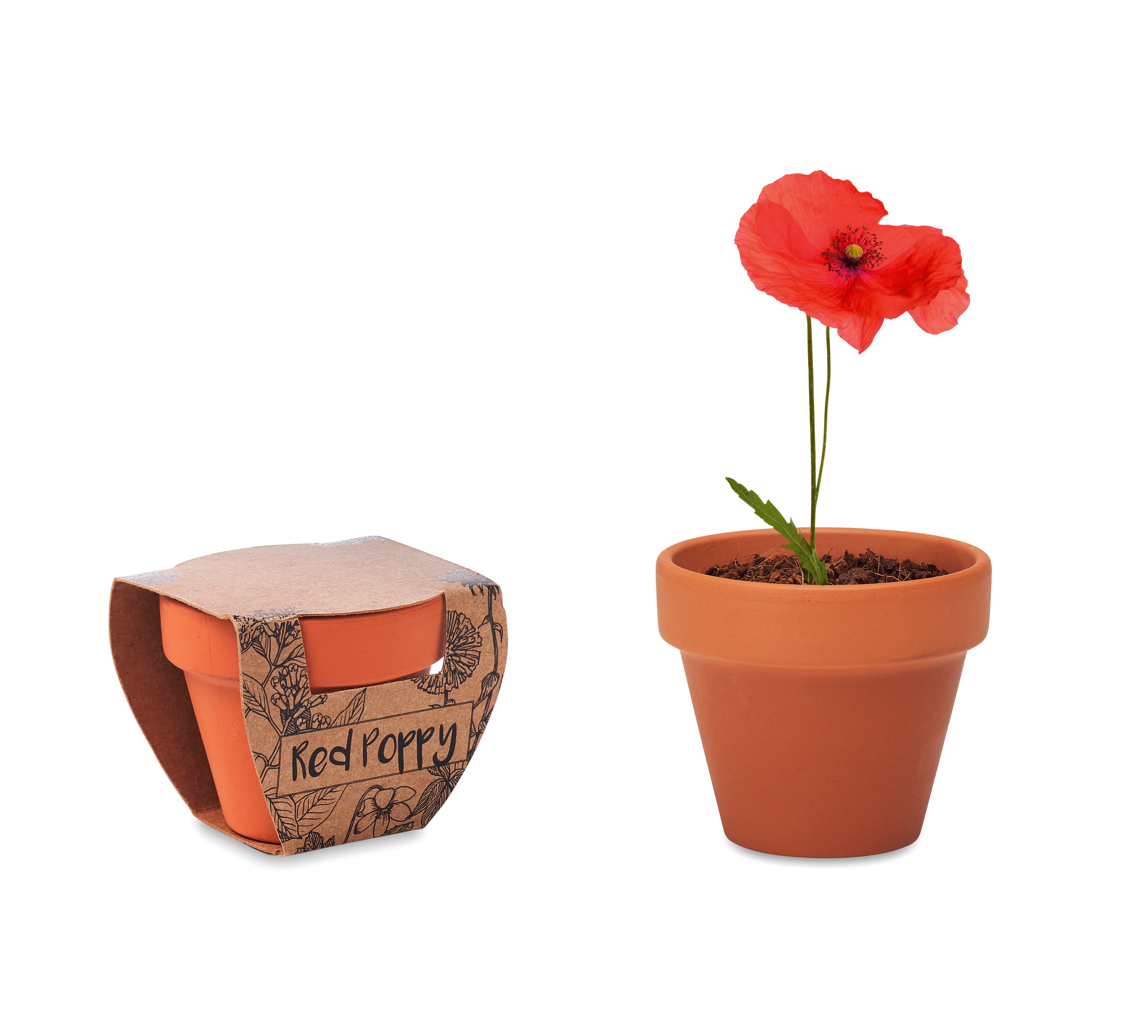 RED POPPY — vue 1