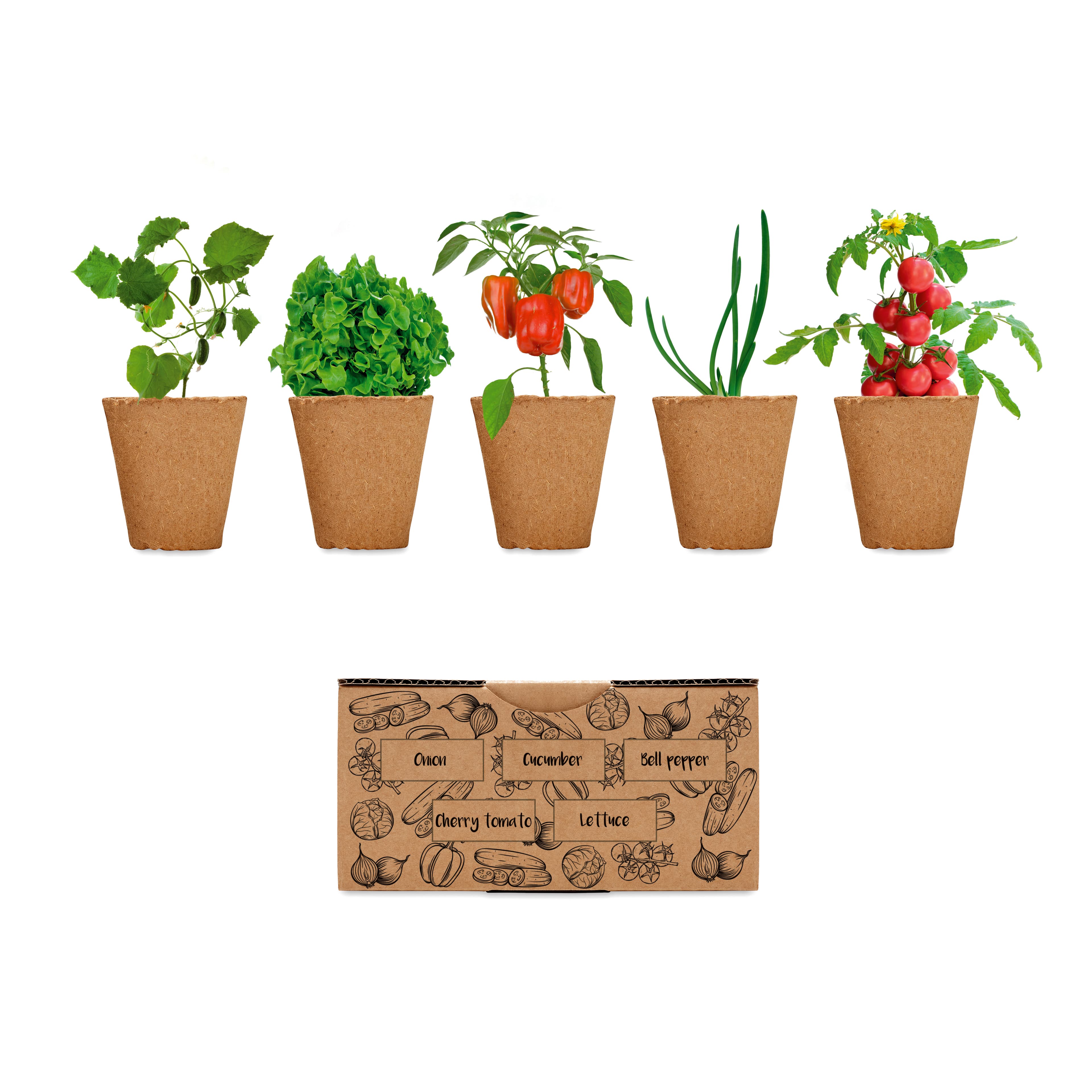 SALAD — vue 1