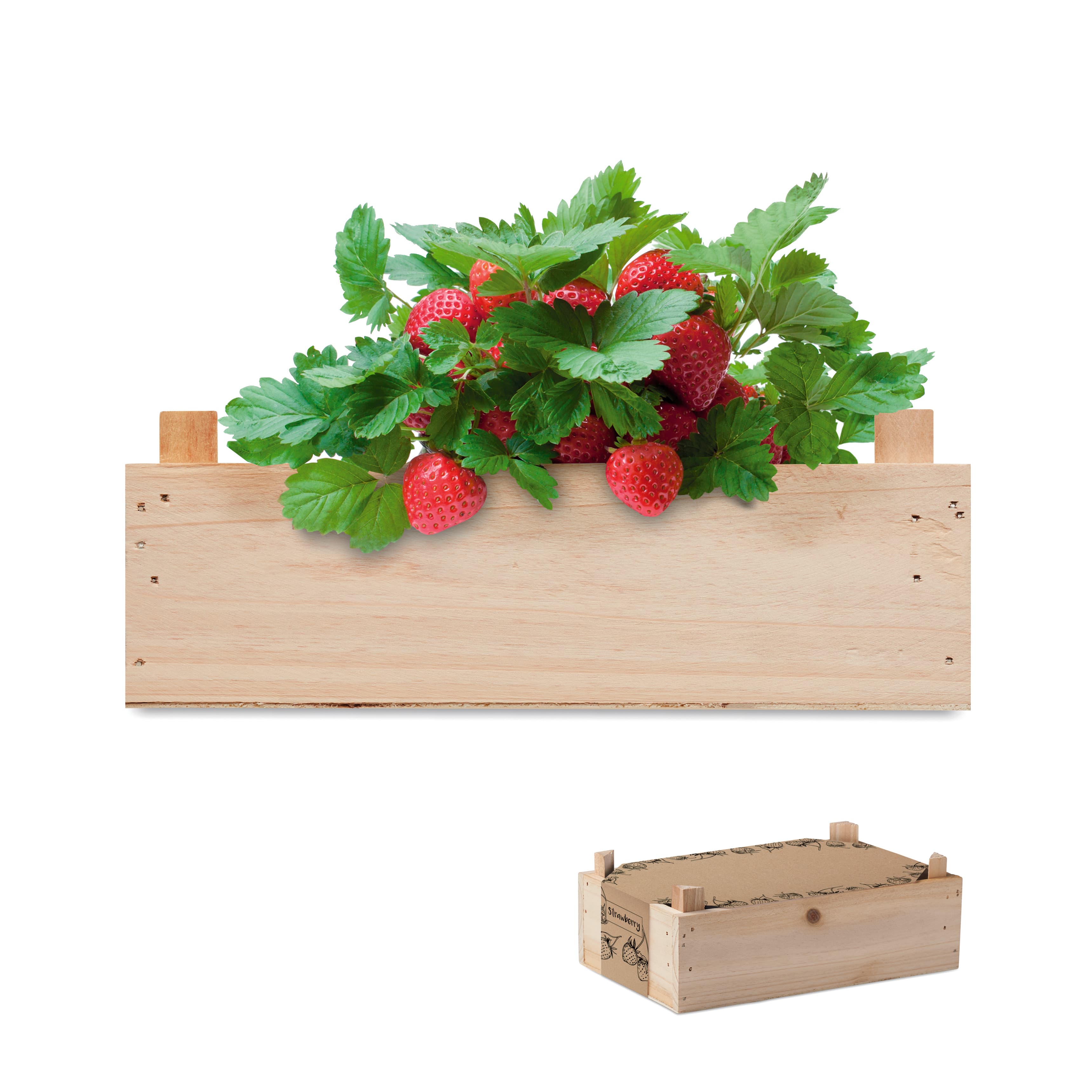 STRAWBERRY — vue 1